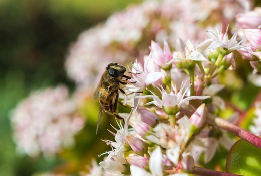 Honeybee on a Jade Plant in Maderia in a hotel garden in Madeira