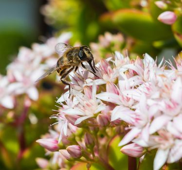 Honeybee Sitting on a Jade Plant in a hotel garden in Madeira