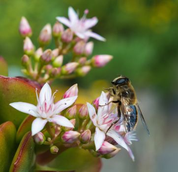 Honeybee Perched on a Jade Plant in a hotel garden in Madeira