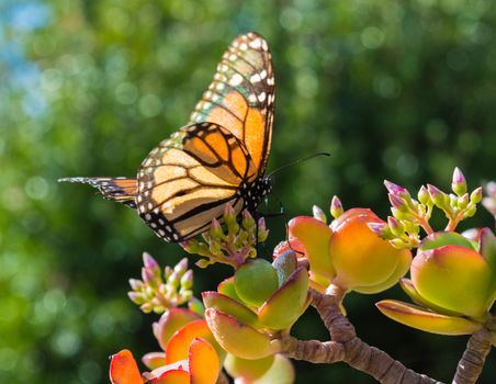 Monarch Butterfly on a Jade Plant in a hotel garden in Madeira