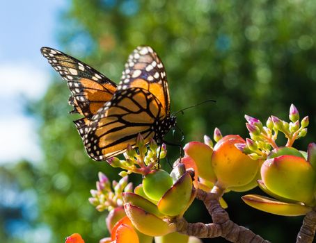 Monach Butterfly Sitting on a Jade Plant in a hotel garden in Madeira