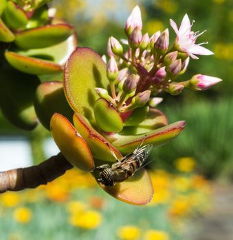 Stripe-Eyed Flower Fly on a Jade Plant in a hotel garden in Madeira