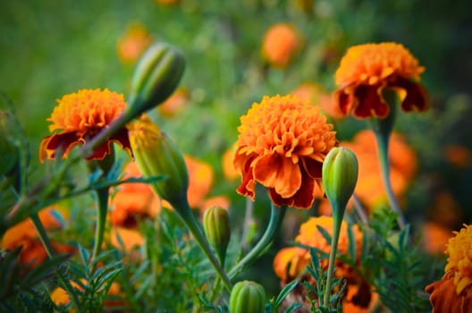 Bright orange and yellow marigolds, beautiful summer flowers