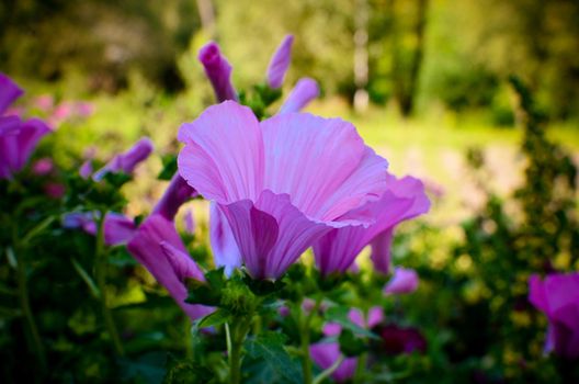 big beautiful pink flowers of Lavatera closeup on the blurry background.