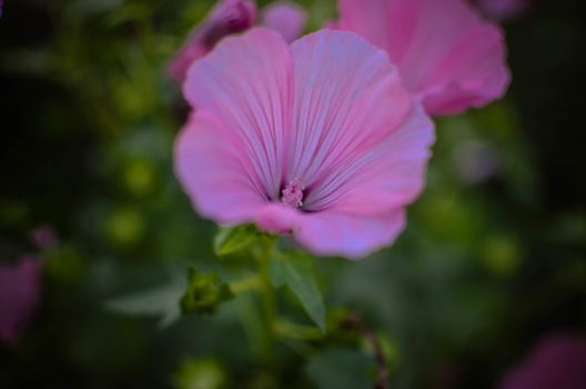 big beautiful pink flowers of Lavatera closeup on the blurry background.