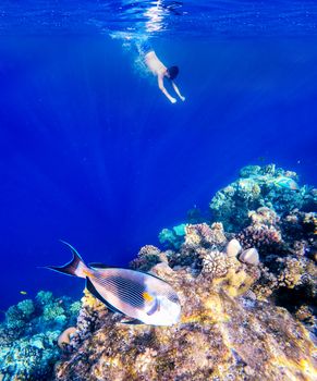 Coral and fish in the Red Sea. In front is Red Sea surgeonfish, in background snorkeling boy and blue sea with other coral fish. Egypt.