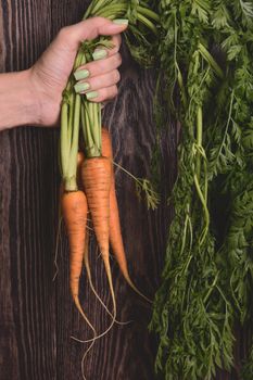 Freshly grown carrots on wooden table