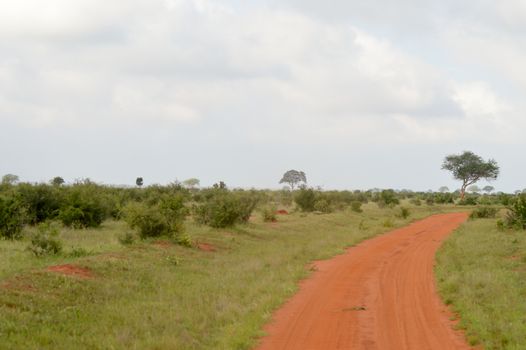 Red and savannah trail in East Tsavo Park in Kenya