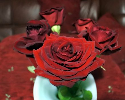 Red rose in on a table against a blurred background.