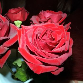 Red rose in on a table against a black background.