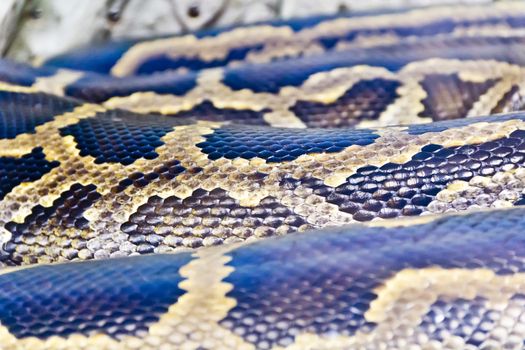 Photo of real boa snake python skin texture close up