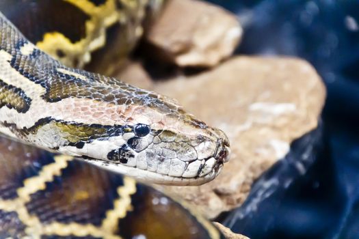 Photo of python head in the midst of stones