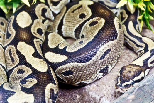 Photo of reticulated python close up in zoo