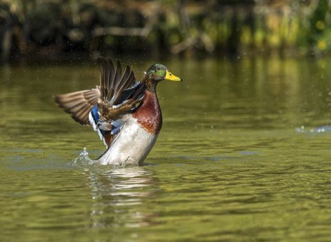 Male mallard duck shaking wings while in the water pond