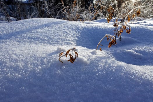 Early winter morning, on the eve of Christmas, dry grass covered with frost and snow. Winter background.