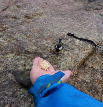 Shared my packed lunch with a tit.