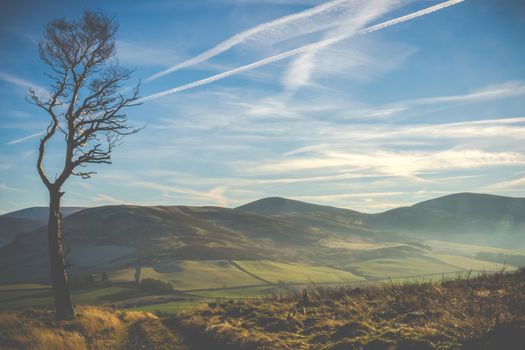 Windswept Landscape In Scotland With Trail And Lone Tree