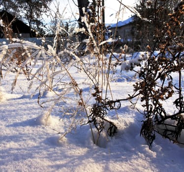 Early winter morning, on the eve of Christmas, dry grass covered with frost and snow. Winter background.