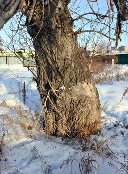 gnarled trunk of an old poplar many survivors and many who saw