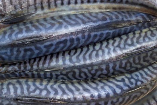 Background of several backs of uncooked atlantic mackerel closeup
