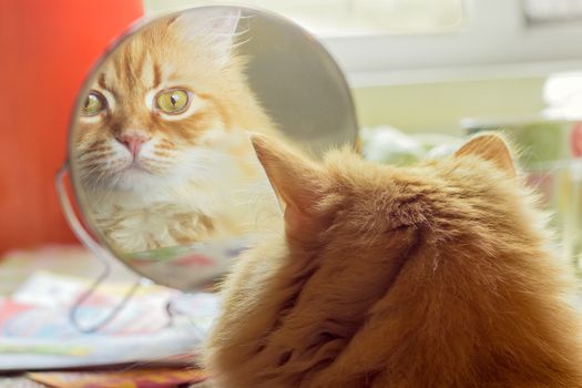 Reflection of the red cat, carefully looking  in round mirror closeup
