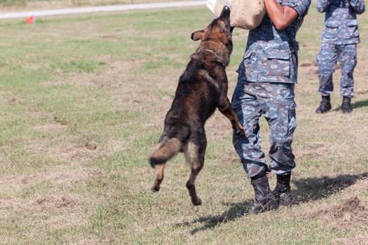 Soldiers from the K-9 dog unit works with his partner to apprehend a bad guy during a demonstration