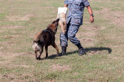 Soldiers from the K-9 dog unit works with his partner to apprehend a bad guy during a demonstration