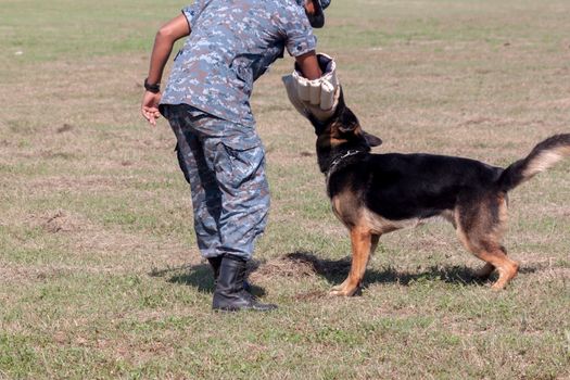 Soldiers from the K-9 dog unit works with his partner to apprehend a bad guy during a demonstration