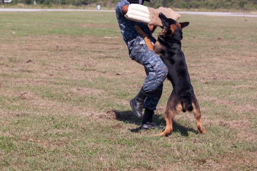 Soldiers from the K-9 dog unit works with his partner to apprehend a bad guy during a demonstration