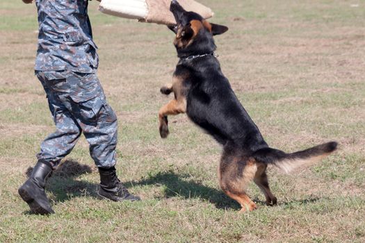 Soldiers from the K-9 dog unit works with his partner to apprehend a bad guy during a demonstration