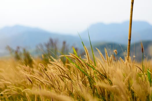 image of golden grass field, natural background