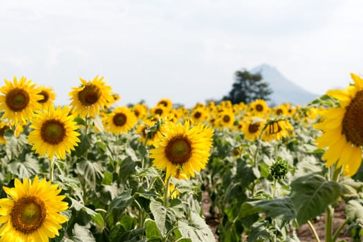 Summer sunflower field. Field of sunflowers with blue sky. A sunflower field at sunset.