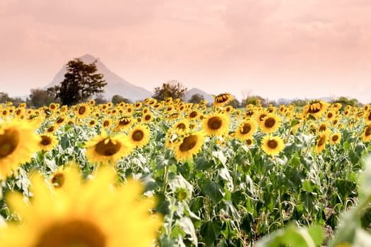 Summer sunflower field. Field of sunflowers with blue sky. A sunflower field at sunset.