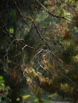 COLOR PHOTO OF SUN RAY COMES THROUGH TREE BRANCHES