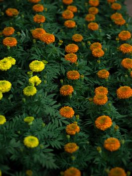 COLOR PHOTO OF FIELD OF TAGETES, MARIGOLD
