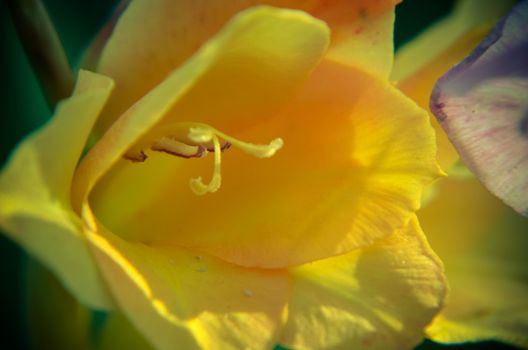 Yellow cassia fistula flowers Gladiolus closeup from the garden
