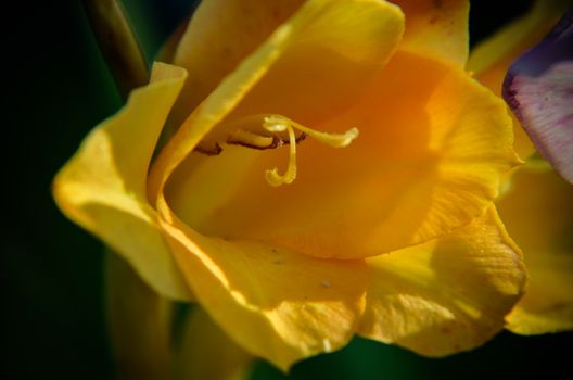 Yellow cassia fistula flowers Gladiolus closeup from the garden