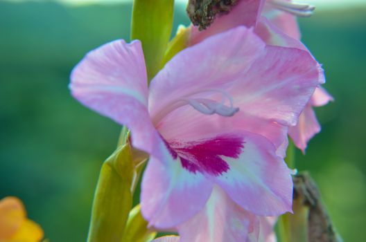 Close up of Gladiolus flower from summer garden