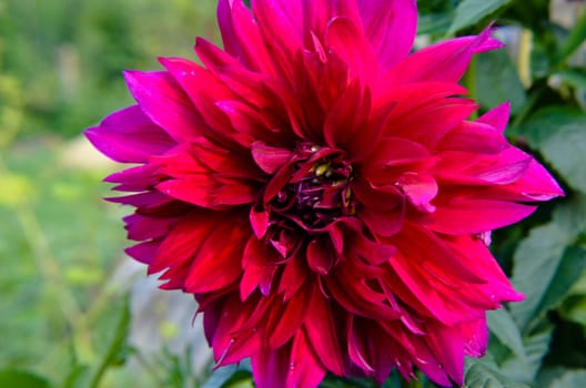 Maroon Dahlia closeup fromm summer garden as background