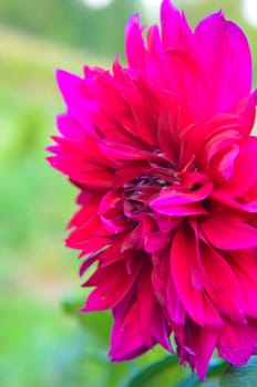 Maroon Dahlia closeup fromm summer garden as background