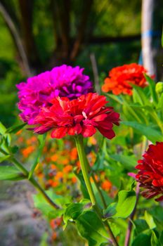 Colorful zinnia flowers in the garden at summer