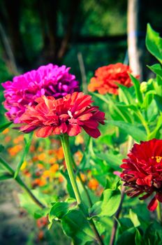 Colorful zinnia flowers in the garden at summer