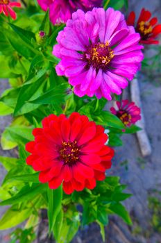 Colorful zinnia flowers in the garden at summer