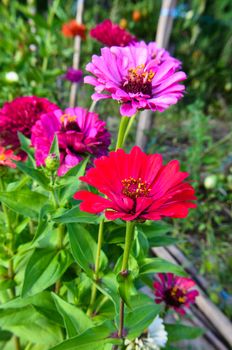 Colorful zinnia flowers in the garden at summer