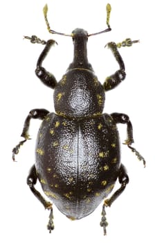 Snout Beetle Liparus on white Background  -  Liparus germanus (Linnaeus, 1758)