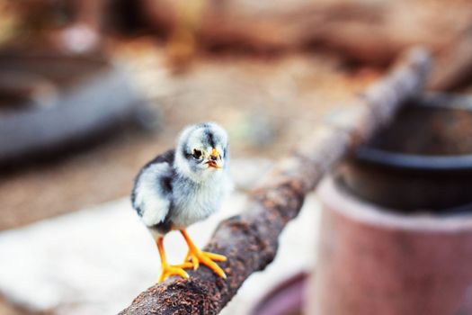 Chicks on a branch in the farm.