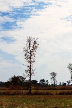 Dry trees on a field with clear skies during the day.