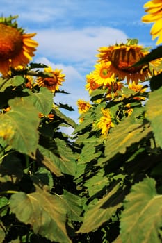 Garden of sunflower at the sky.