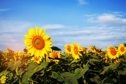 Garden of sunflowers with blue sky.