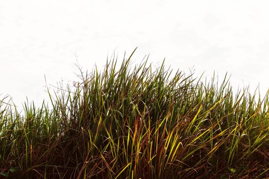 Grass on the field with a white background.